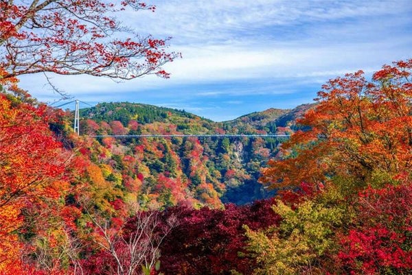 【大分・かんたん・北浜・別府発】 高原リゾートホテルで味わう和懐石と絶景パノラマ九重夢大吊橋 秋色に染まる九重連山絶景ドライブ 日帰り1